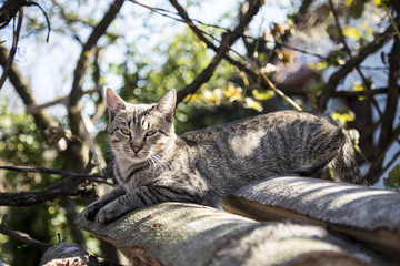 Portrait of a curious and gentle cat on the roof of a house
