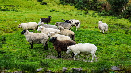 Obraz na płótnie Canvas eleven different breeds of sheep on an Irish hillside 