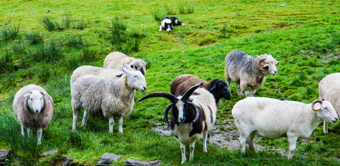 Obraz premium alert black and white Irish sheepdog watching many different breeds of sheep awaiting the shepherd's instruction