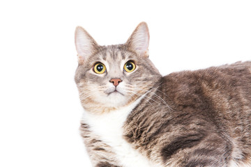 Fototapeta premium Gray striped cat with big black eyes lying on white background. Isolated on white. Pet and animals
