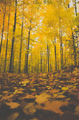 autumn in the forest