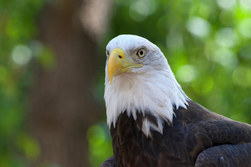 Close up portrait of a Bald Eagle, head and shoulders. Green trees OOF in background. The bald eagle is both the national bird and national animal of the United States of America.