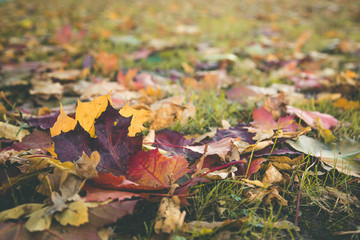 Closeup fallen autumn leaves grass park lawn