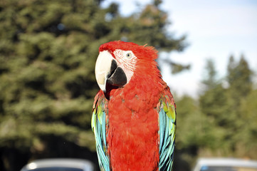 Kırmızı Papağan
