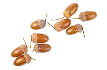 Brown acorns on a white background, top view.