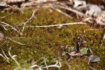 Moss on the ground