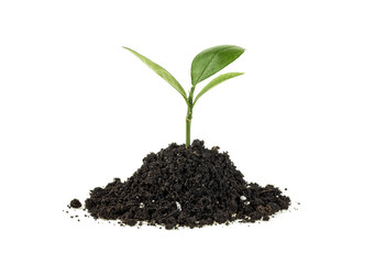 Young plant in soil humus on a white background