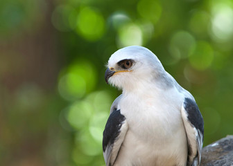 Close up of one white tailed kite, a small raptor found in western North America and parts of South America