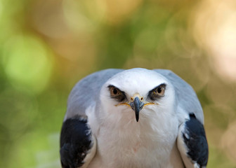 Close up of one white tailed kite staring intently at viewer. The white tailed kite is a small raptor found in western North America and parts of South America