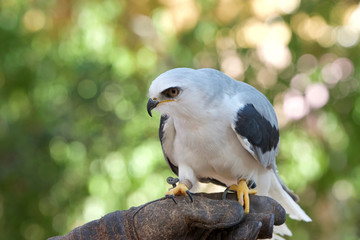 Close up of one white tailed kite perched on leather glove. The white tailed kite is a small raptor found in western North America and parts of South America
