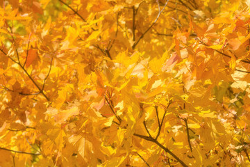 Yellow maple leaves. Autumn background.