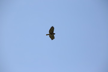 hawk in flight