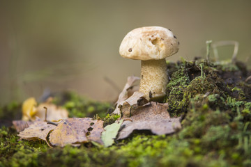 The brown cap Boletus in Forest