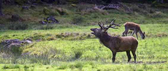 ROTWILD - Hirschbrunft