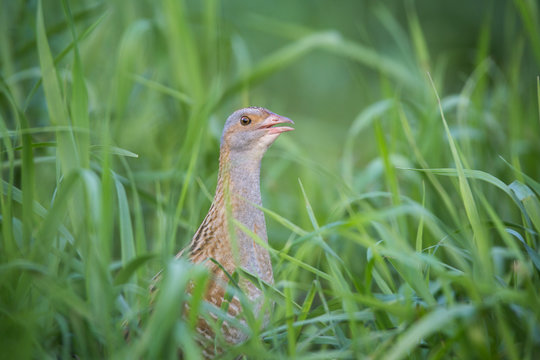 The corncrake in the Grass