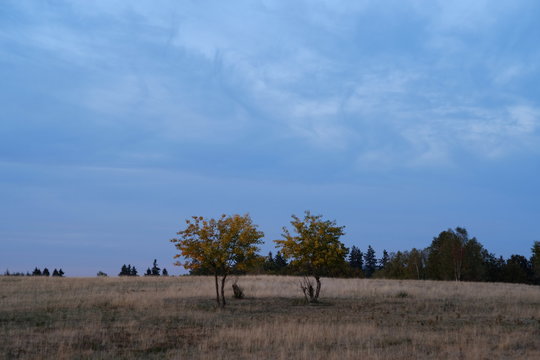 Landschaft Heide Bäume Wiesen Wolken