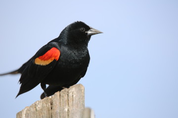 redwing blackbird
