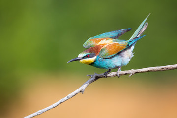 The bee-eater moment of flight