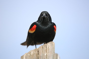 redwing blackbird
