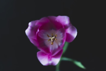 Obraz premium Single Tulip Flowers