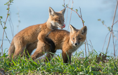 Red fox kits