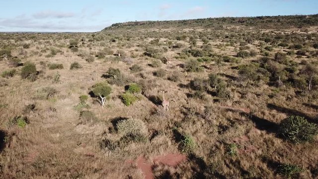 Aerial footage wild Reticulated Giraffes in Kenya  