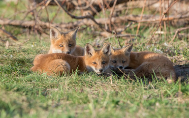 Red fox kits