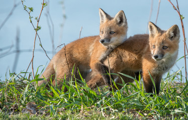 Red fox kits