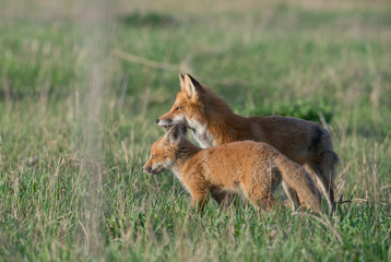 Naklejka na ściany i meble Red fox kits