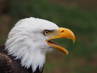 Weißkopfseeadler
