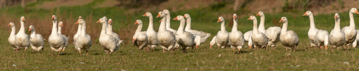many white geese on a meadow