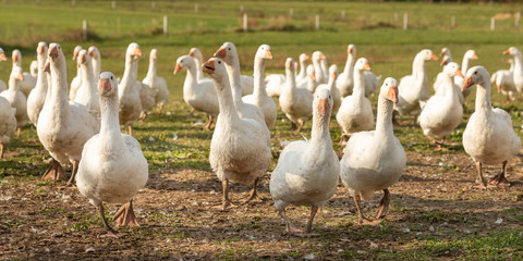 many white geese on a meadow