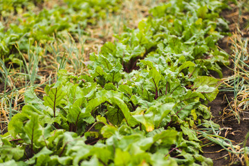 Sea beet, Beta vulgaris subsp. maritima, beetroot, table, garden, red, or golden beet, beet greens are green leaves with purple veins growing from a root crop in the ground.