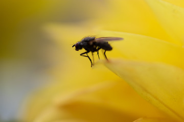 mouche sur fleur jaune