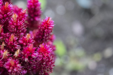 Pink flower outdoor nature background with copy space