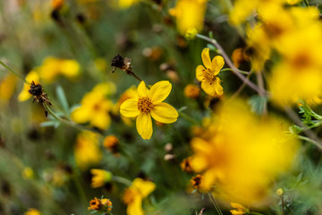 champ fleurs jaunes