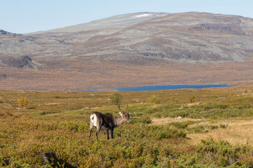 Reindeer in Lapland