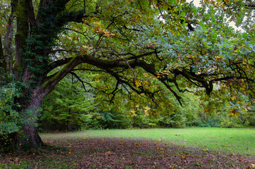Old tree in the forest