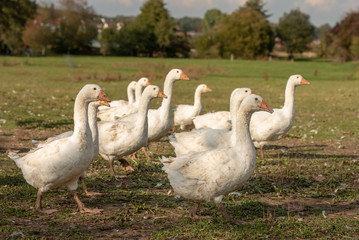 many white geese on a meadow