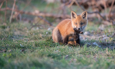 Red fox kits