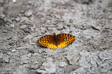 A Fritillary butterfly sits on grey mud