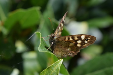Speckled wood