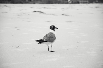 The Gull