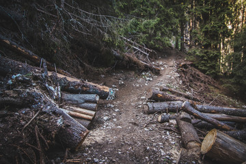 stream in the forest