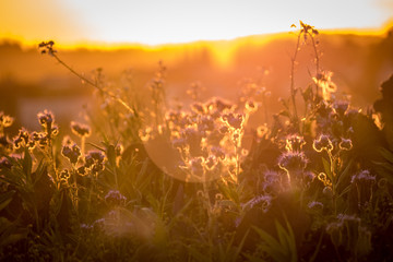 Bienentrachtpflanze © focus finder