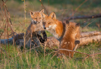 Obraz na płótnie Canvas Red fox kits