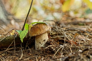 one large white mushroom grows in the forest in the leaves