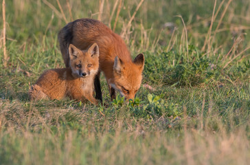 Red fox kits