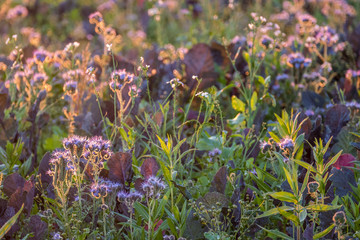 Bienentrachtpflanze © focus finder