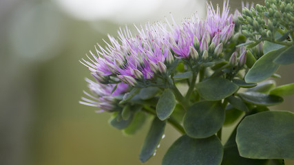Close up of pink sedum telephium flowers in full bloom, also known as orpine stonecrop. Shallow depth of field.